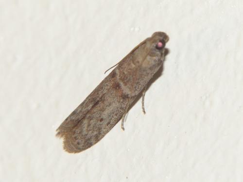 Cadra sp.
